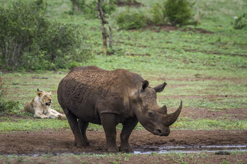 Fototapeta premium Southern white rhinoceros and African lion in Kruger National park, South Africa