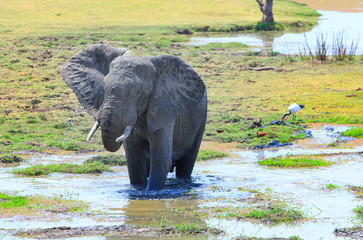 Elephant splashing itself with water while standing in a lagoon in south luangwa national pak,...