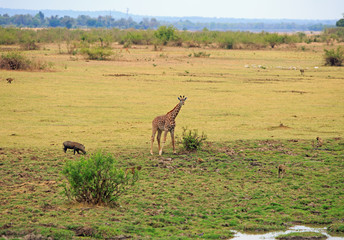 Thornicroft Girafe standing on the open African plains with warthog and baboon in South Luangwa National Park, Zambia