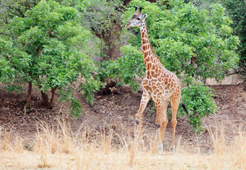 Thornicroft Girafe sanding in the bushveld in South Luangwa National Park, Zambia, Southern Africa