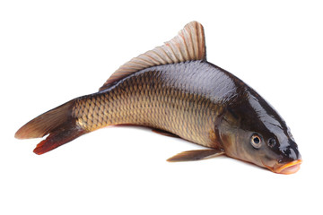 Carp isolated on white