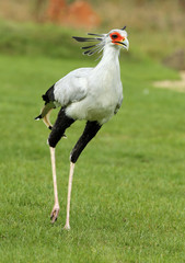 Close up of a male Secretary Bird running