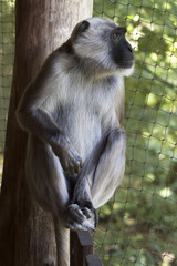 Sitting  Gray langur monkey (Semnopithecus entellus)