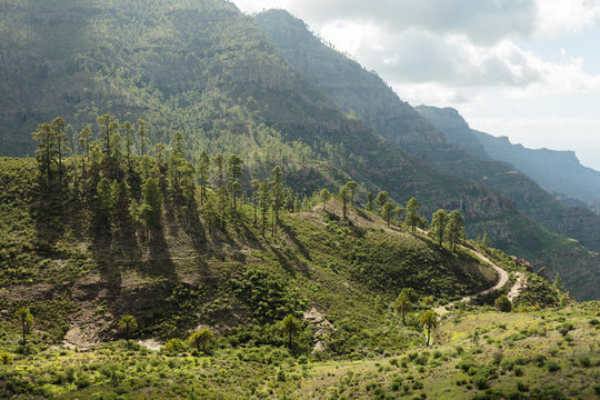 Baumgruppe im Gebirge von Gran Canaria