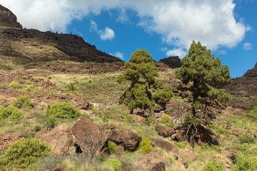 Kiefer Baum im Gebirge von Gran Canaria