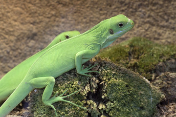 Naklejka premium Green fiji iguana