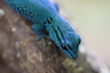 Blue electric day gecko