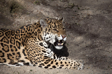 Young beautiful jaguar in the zoo