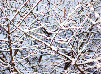 winter garden, winter, lots of white snow, cherries close-up
