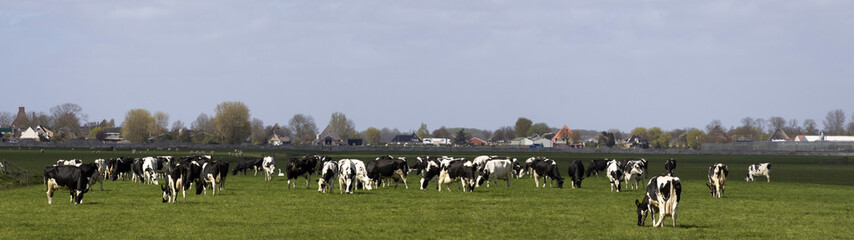 60/5000  Panorama photo of a dutch landscape with holstein cows