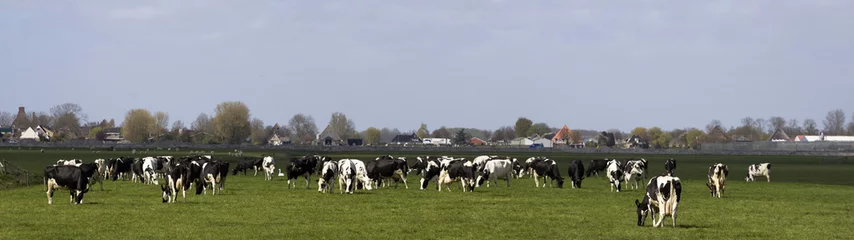 Acrylic kitchen splashbacks Cow 60/5000  Panorama photo of a dutch landscape with holstein cows