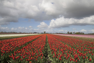 Fototapeta na wymiar Field with red tulips in the dutch spring