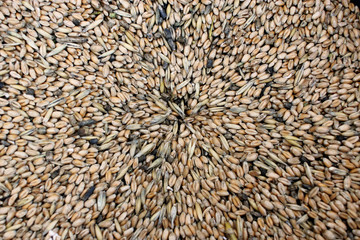 texture from grains of wheat