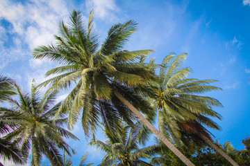 Fototapeta na wymiar Beautiful palm trees against the blue sky. Thailand. Tropics.