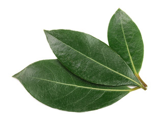 laurel leaf isolated on white background. Fresh bay leaves. Top view