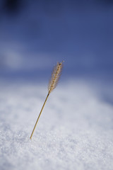 Plant in snow isolated with blured background