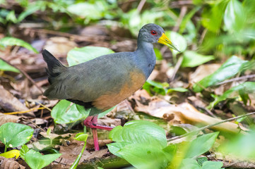 An exotic bird.