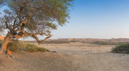 Fotobehang Old tree in the desert with morning light. Mountains in background blurred.Namibe, Angola. © silvapinto