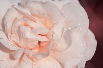Peach rose close-up can use as wedding background. Soft blur focus. In sepia vintage pastel toned