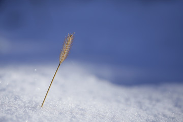 Plant in snow isolated with blured background