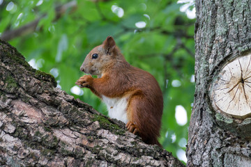 Белка на дереве грызет орех