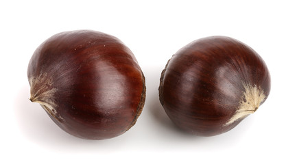fresh edible chestnut isolated on white background