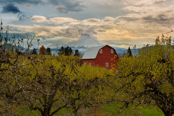Red Barn at Pear Orchard in Hood River Oregon USA America