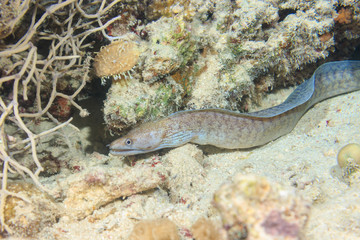 Little Grey moray on a night hunt. The red sea. Egypt.