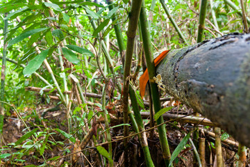 Tree trunk in a jungle