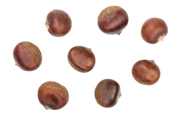 chestnut isolated on white background. Top view. Flat lay