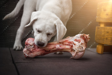 junger hungriger labrador retriever hund welpe frisst fleisch von einem knochen