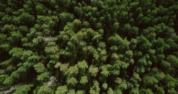 Drone flying forward above beautiful green forest. Aerial 4K flyover topview shot of early autumn treetops.