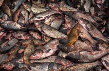 industrial fishing. illegal fishing and seafood.