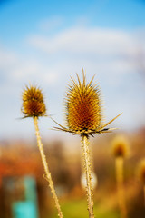 yellow flower against the blue sky