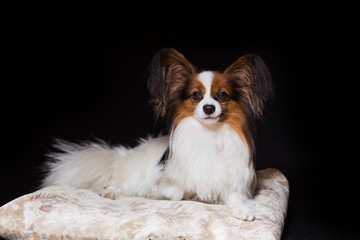 Papillon dog lies contented on his couch, isolated on black