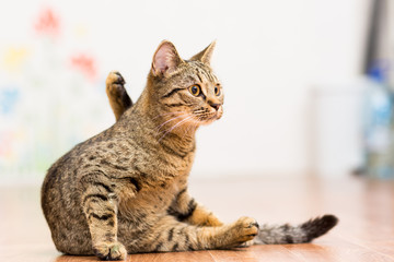 Fototapeta premium cat of reed color lies on the floor and is washed