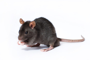 Portrait of curious gray rat isolated on white background