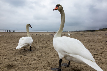 Obraz premium swans and other birds in late autumn on the beach in Swinoujscie