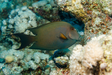 Fototapeta na wymiar Straited surgeonfish. The red sea. Egypt.