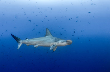 Hammerhead shark at Cocos Island