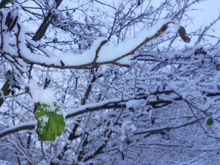 Gr&uuml;nes Blatt im Schnee