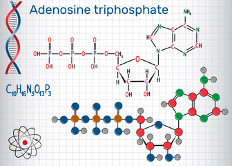Adenosine triphosphate (ATP) molecule , is intracellular energy transfer and required in the synthesis of RNA. Sheet of paper in a cage.