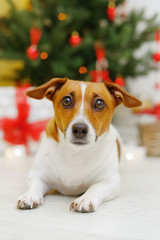 Cute dog near Christmas tree branch.
