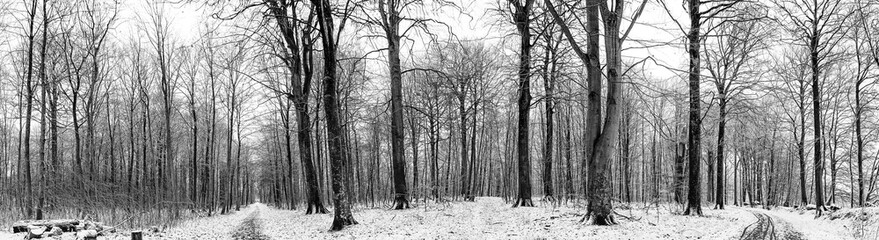 Winter scenery of a forest with snow in panorama