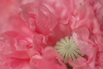 blurred focus. petals pink poppy