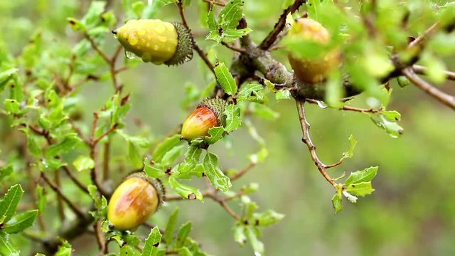 Quercus coccifera (kermes oak) wild plant in nature on a rainy day