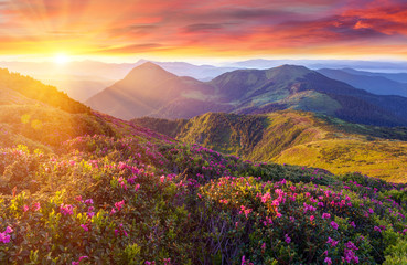 Amazing colorful sunrise in mountains with colored clouds and pink rhododendron flowers on foreground. Dramatic colorful scene with flowers