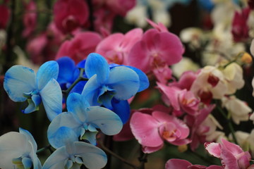 Phalaenopsis orchid plants