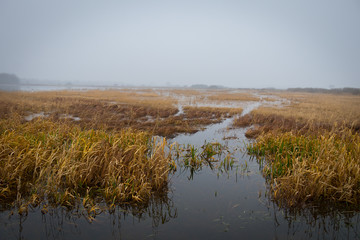 autumn rusty pools with gray water with fog and lead sky