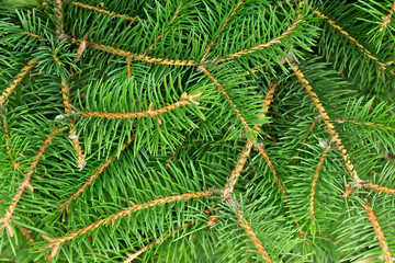 green spiny branches of fir or pine, background